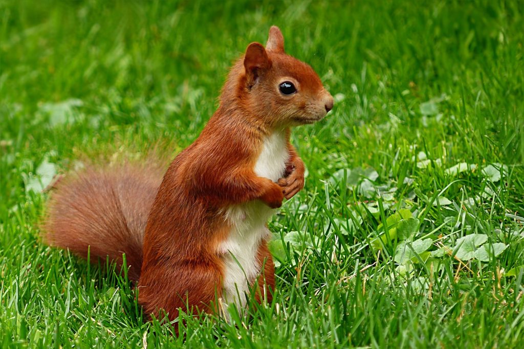 squirrel