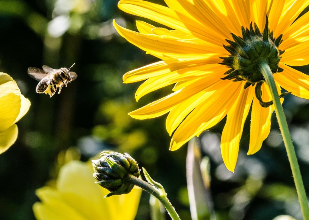 Bee